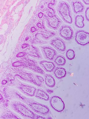Villi ve Crypts ile Jejunum Histolojisi mikroskop altında