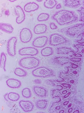 Villi ve Crypts ile Jejunum Histolojisi mikroskop altında