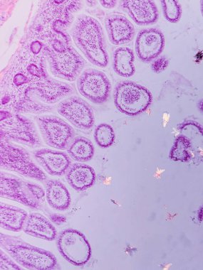 Villi ve Crypts ile Jejunum Histolojisi mikroskop altında