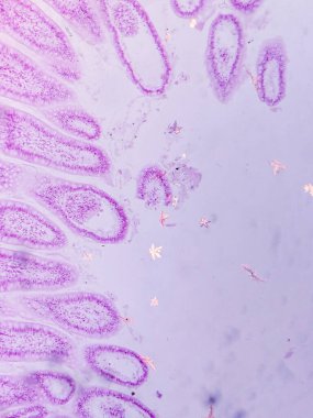 Villi ve Crypts ile Jejunum Histolojisi mikroskop altında