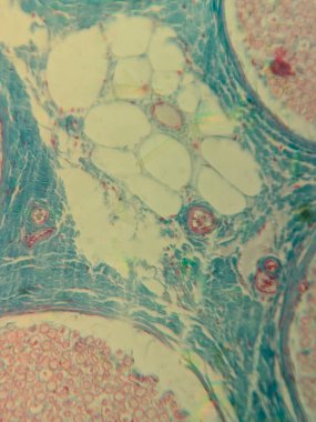 Mikroskop altında bir Çevresel Sinir Çapraz Bölümü fotoğrafı