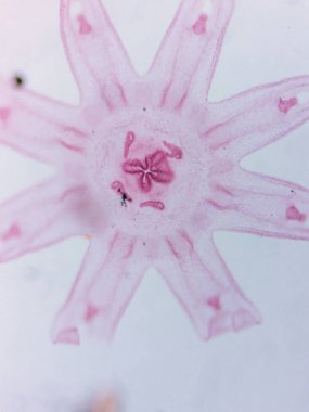 Aurelia Ephyra Sahnesinin Mikroskobik Görünümü