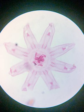 Aurelia Ephyra Sahnesinin Mikroskobik Görünümü