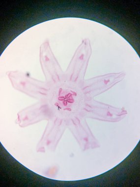 Aurelia Ephyra Sahnesinin Mikroskobik Görünümü