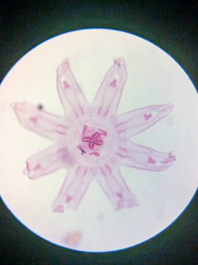 Aurelia Ephyra Sahnesinin Mikroskobik Görünümü