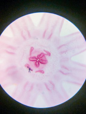 Aurelia Ephyra Sahnesinin Mikroskobik Görünümü