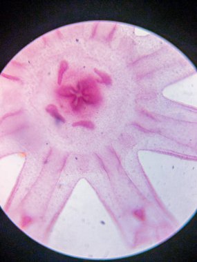 Aurelia Ephyra Sahnesinin Mikroskobik Görünümü