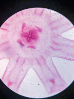 Aurelia Ephyra Sahnesinin Mikroskobik Görünümü