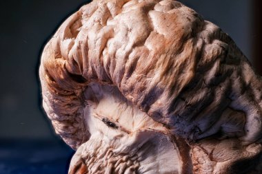 Mantar üzerine mantar: Odaklanma, daha büyük bir mantar meyve gövdesini yutan parazit kalıpları ortaya çıkarıyor.