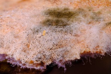 Bir gıda maddesinin mantar kolonileştirilmesi, yaygın siyah ekmek kalıbının büyümesini gösteriyor