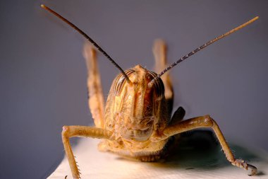 Çekirgenin yüzünün detaylı makro görüntüsü çene ve görsel organlarını ortaya çıkarıyor.