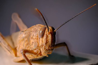 Çekirgenin yüzünün detaylı makro görüntüsü çene ve görsel organlarını ortaya çıkarıyor.