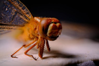 Odaklanma, Odonate böceğinin yırtıcı bakışlarını ve karmaşık ağız parçalarını ortaya çıkarır.