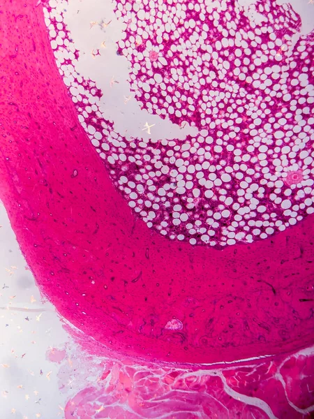 Dokuları Bağlayıcı ve Kas Katmanlarıyla Adialize Et