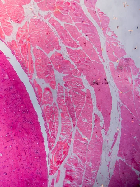 Dokuları Bağlayıcı ve Kas Katmanlarıyla Adialize Et