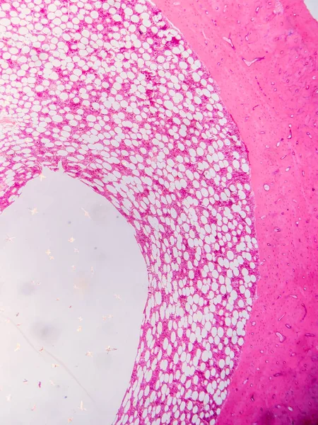 Dokuları Bağlayıcı ve Kas Katmanlarıyla Adialize Et