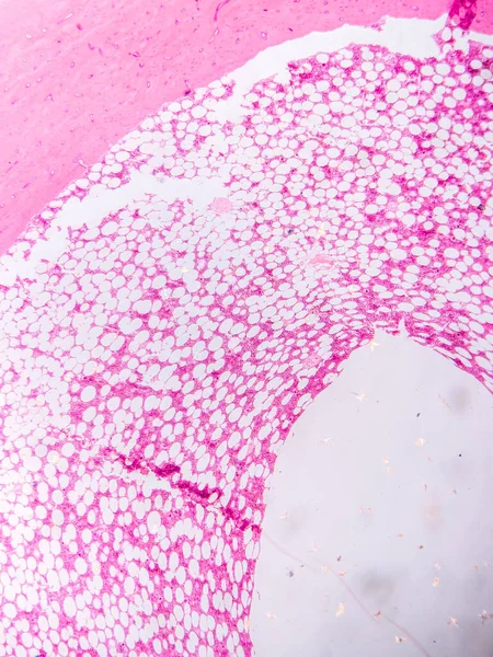 Dokuları Bağlayıcı ve Kas Katmanlarıyla Adialize Et