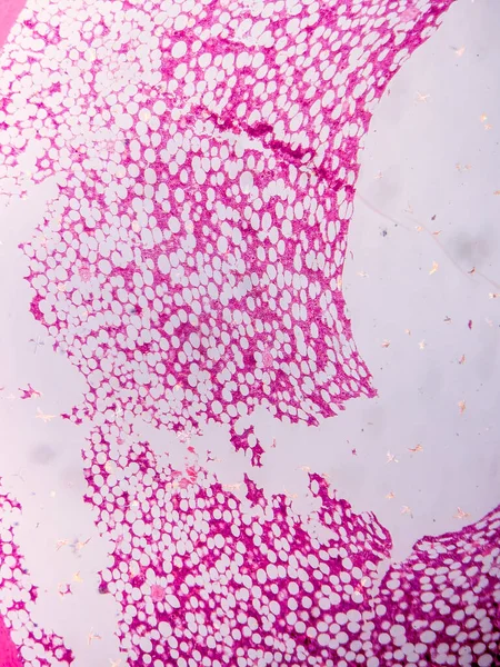 Dokuları Bağlayıcı ve Kas Katmanlarıyla Adialize Et