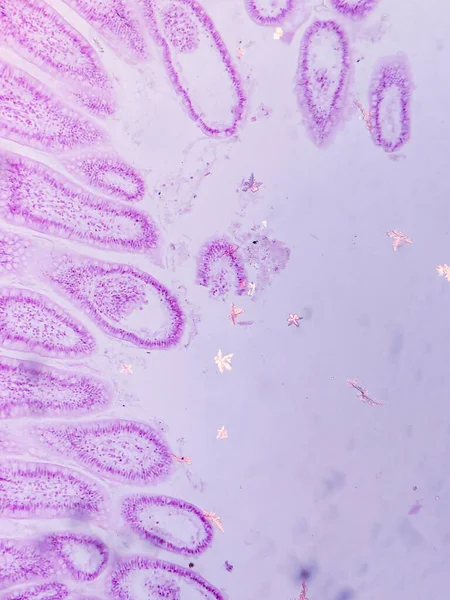 Villi ve Crypts ile Jejunum Histolojisi mikroskop altında