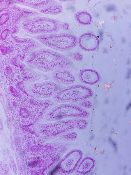 Villi ve Crypts ile Jejunum Histolojisi mikroskop altında