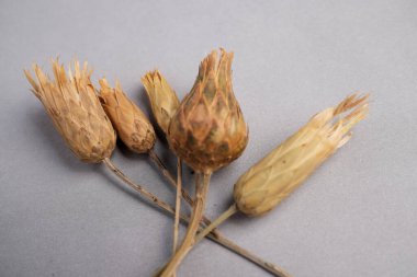 Kurumuş St. John 's Wort Flower Heads' in (Hypericum perforatum) Botanik Makro Görüntüsü.