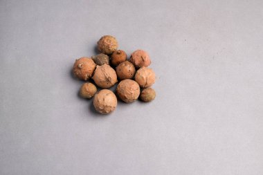 Doğal Kurumuş Meşe Safhalarının Macro Still Hayatı (Quercus Infectoria) Woody Yapısı ve Delikleri Gösteriliyor, Tannins Zengini Mürekkep ve Tıp İçin.