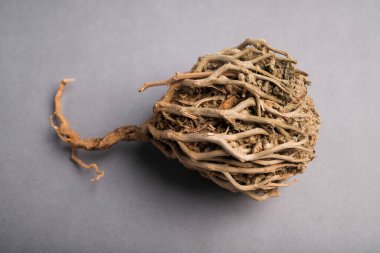 Çöl Flora Uyanışı: Kuru bir Anastatica Hiyerochuntica 'nın Macro Çekimi