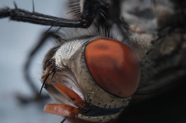 Sineğin Bileşik Gözü: Diptera 'da Göz ve Ağız Anatomisi Araştırması