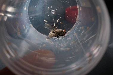 The Cycle of Life: Adult Fly Surrounded by Its Offspring, Illustrating the Larval Stage of Diptera