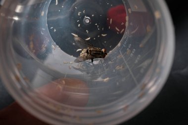 The Cycle of Life: Adult Fly Surrounded by Its Offspring, Illustrating the Larval Stage of Diptera