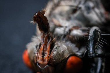 Bir Sineğin Karmaşık Ağız Parçalarının Karmaşık Anatomisine Yakın İnceleme