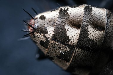 Macro Examination of the Insect Abdomen's Intricate Patterned and Textured Segmented Surface