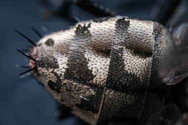 Macro Examination of the Insect Abdomen's Intricate Patterned and Textured Segmented Surface