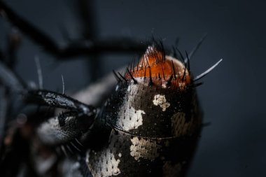 xtreme Close-up Set Detailing the Red-Eyed Head and Mottled, Bristly Posterior Abdomen of a Fly