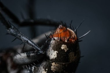 xtreme Close-up Set Detailing the Red-Eyed Head and Mottled, Bristly Posterior Abdomen of a Fly