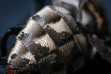 Macro Examination of the Insect Abdomen's Intricate Patterned and Textured Segmented Surface