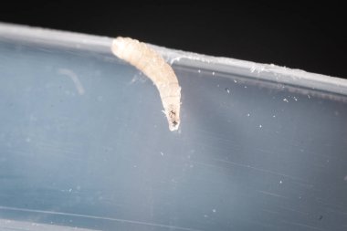 Macro Böcek Yaşam Döngüsü: Saydam Larva Aşaması ve Yetişkin Uçuşu Vücut Ayrıntılarını Açıklayan Görüntüleri Kapat