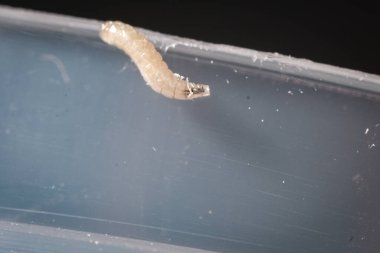 Macro Böcek Yaşam Döngüsü: Saydam Larva Aşaması ve Yetişkin Uçuşu Vücut Ayrıntılarını Açıklayan Görüntüleri Kapat