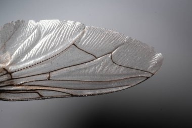 Spiral Fly 's Wing Membrane İncelemesi Çarpıcı Cam benzeri Şeffaflık ve Hassas Biyolojik