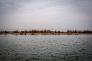 Tatlı Su Navigasyonu ve Reed Yatağı Yaşam Alanı Gökyüzü Altında Çevre Bilimi Perspektifi.