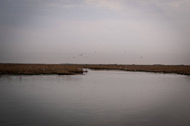 Uçan ve dinlenen çeşitli kuş (muhtemelen balıkçıl / balıkçıl ve martı) türleri ile geniş kuru sazlıklar ile çevrili, huzurlu bir su yolu geniş açılı görünüm