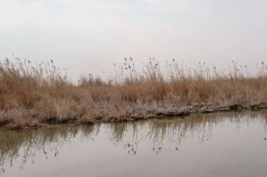 Botanik Manzarası: Huzurlu Kanal Yoğun Paketli Phragmites australis Reed Yatakları Arasında Dönüyor