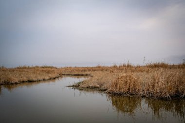 Botanik Manzarası: Huzurlu Kanal Yoğun Paketli Phragmites australis Reed Yatakları Arasında Dönüyor