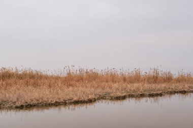 Botanik Manzarası: Huzurlu Kanal Yoğun Paketli Phragmites australis Reed Yatakları Arasında Dönüyor