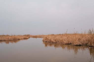 Botanik Manzarası: Huzurlu Kanal Yoğun Paketli Phragmites australis Reed Yatakları Arasında Dönüyor