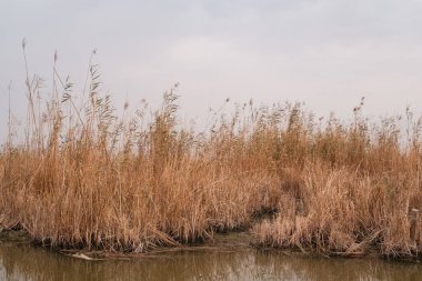 Botanik Manzarası: Huzurlu Kanal Yoğun Paketli Phragmites australis Reed Yatakları Arasında Dönüyor