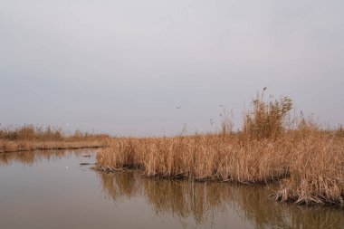 Botanik Manzarası: Huzurlu Kanal Yoğun Paketli Phragmites australis Reed Yatakları Arasında Dönüyor