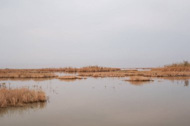 Botanik Manzarası: Huzurlu Kanal Yoğun Paketli Phragmites australis Reed Yatakları Arasında Dönüyor