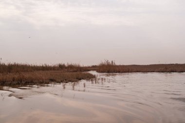 Bataklıkların Hidrolojisi: Dalgaların Yayılması ve Yüzey Gerilimi Sarmal Mezopotamya Bataklık Kanalında Dalgalanır