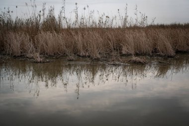 Bataklıkların Hidrolojisi: Dalgaların Yayılması ve Yüzey Gerilimi Sarmal Mezopotamya Bataklık Kanalında Dalgalanır